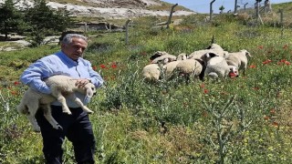 Bulunan küçükbaş hayvanlar Talas Belediyesinde koruma altına alındı