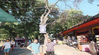 Burhaniye de kuruyan ağaçlar tehlike saçıyor