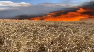 Bursada buğday tarlası alev alev yandı