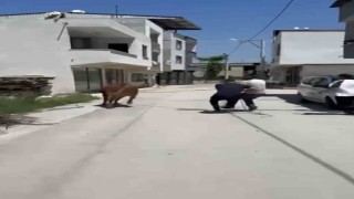 Bursada dana ipi kopardı, şehirde mini maraton başladı