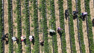 Bursada kırmızı elmas hasadı başladı