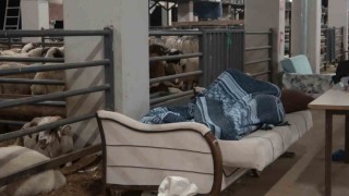 Bursada koyunlarla koyun koyuna nöbet