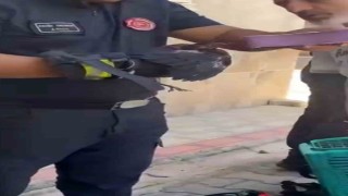Bursada yürekleri ısıtan kurtarma Yavru karga ağaca sıkıştı, çaresizce bekledi