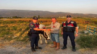 Çalınan hayvanı jandarma bularak sahibine teslim etti
