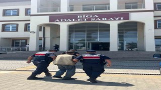 Çanakkalede arazide 77 kök kenevir ele geçirildi: 1 tutuklama