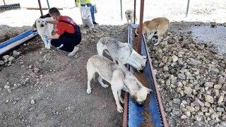 Çanakkalede sahipsiz hayvanlar için bakımevi ve doğal yaşam alanı açıldı