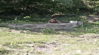 Çeşmede serinleyen ayı kamerada