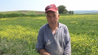 Çiftçiler, zararlı bitkiye karşı önlem almaya başladı