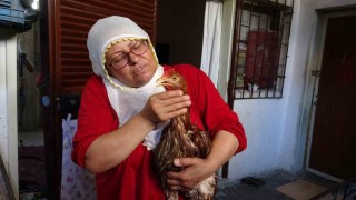 Çocuk gibi ağlayan tavuğunu kesmeye kıyamadı, iyileşmesi için veteriner aramaya başladı