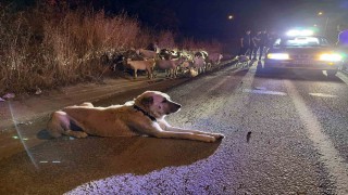 Çorluda çiftlikten kaçan 20 keçiyi polis buldu