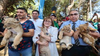 Cumhurbaşkanı Erdoğana hediye edilen aslanların üç yavrusu doğdu