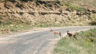 Dağ keçilerini görüntüledi, Ne kadar güzelsiniz diyerek paylaştı