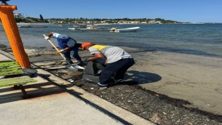 Didim Belediyesi Mavişehir Sahilini temizledi