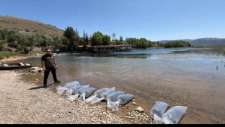 Dinarda baraj ve göletlere 205 bin yavru balık salındı