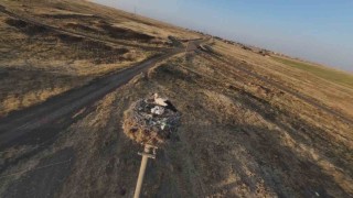 Diyarbakırda leylekler yuvalarına döndü