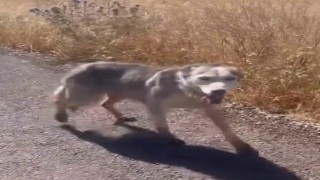 Diyarbakırda melez kurdu evcil köpek çağırır gibi çağırdılar