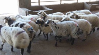 Diyarbakırlı kasaptan Kasaplık Belgesi olmayan bıçağı alıp çıkmasın uyarısı