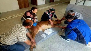 Doğum sırasında bacağı kırılan buzağı, başarılı ameliyatla hayata tutundu