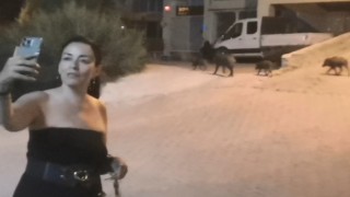 Domuzlarla selfie modası