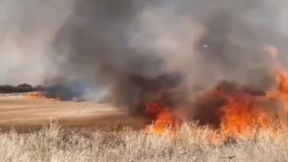 Edirnede buğday tarlaları alev alev yandı