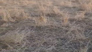 Elazığda araziler yaban domuzlarının istilasına uğradı