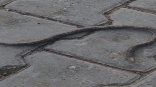 Elazığda çift başlı yılan tedirgin etti