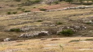 Elazığda dağ keçileri sürü halinde görüntülendi