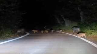 Elazığda domuz sürüsü yola indi