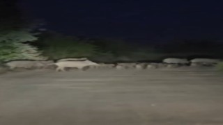 Elazığda domuz sürüsü yola indi