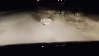 Elazığda nesli tükenme tehlikesi altında olan oklu kirpi görüntülendi