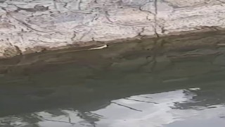Elazığda yılanın balık avı kamerada