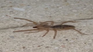 Elazığda zehirli etçil sarı kız örümceği görüntülendi
