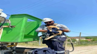 Elektrik direğinde mahsur kalan kedi kurtarıldı