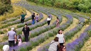 Emekli öğretmenin kurduğu lavanta bahçesi dünyanın dört bir yanından misafirlerini ağırlıyor