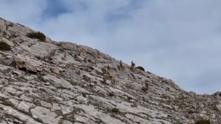 Erzincanda dağ keçileri havadan görüntülendi