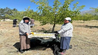 Erzincanda dut hasadına başlandı