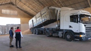 Erzincanda hububatta ilk hasat başladı