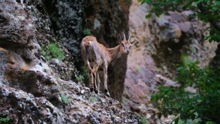 Erzincanda yaban keçileri havadan görüntülendi