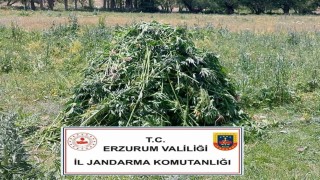 Erzurumda 867 kök kenevir bitkisi ele geçirildi