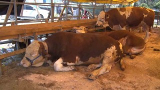 Esenyurtta bayramın 2nci gününde kurbanlıklar büyük oranda satıldı