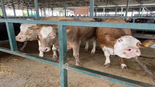 Eskişehir Hayvan Pazarının 750 kiloluk düveleri