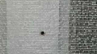 Eskişehirde kene paniği hastanede bitti