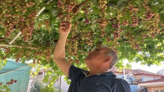 Ev önündeki asmadan mahalleye üzüm ikramı