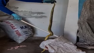 Evinde kakaladığı 2 metrelik yılanı zarar vereden alıp doğaya bıraktı