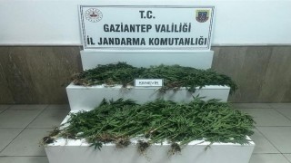 Gaziantepte 403 kök kenevir ele geçirildi: 14 gözaltı
