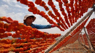 Gaziantepte kurutmalık sezonu başladı