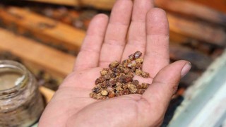 Geçmişte çöpe gidiyordu, şimdi kilosu 3 bin TLden satılıyor