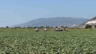 Germencikin pamuklarında zararlılar kontrol altında