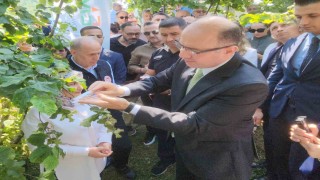 Giresunda kahverengi kokarcaya karşı samuray arıları salınmaya başlandı