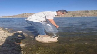 Göletlere 85 bin yavru sazan balığı bırakıldı